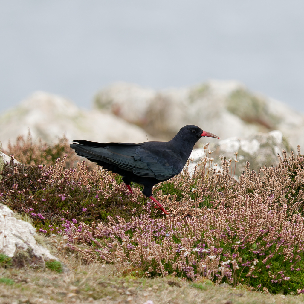 Chough